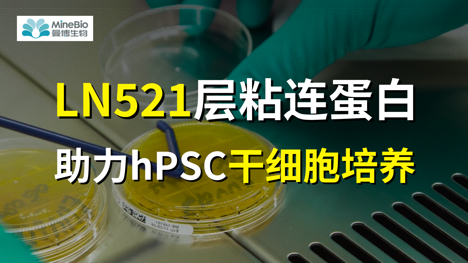 LN521实操解析：层粘连蛋白助力hPSC干细胞培养降本增效