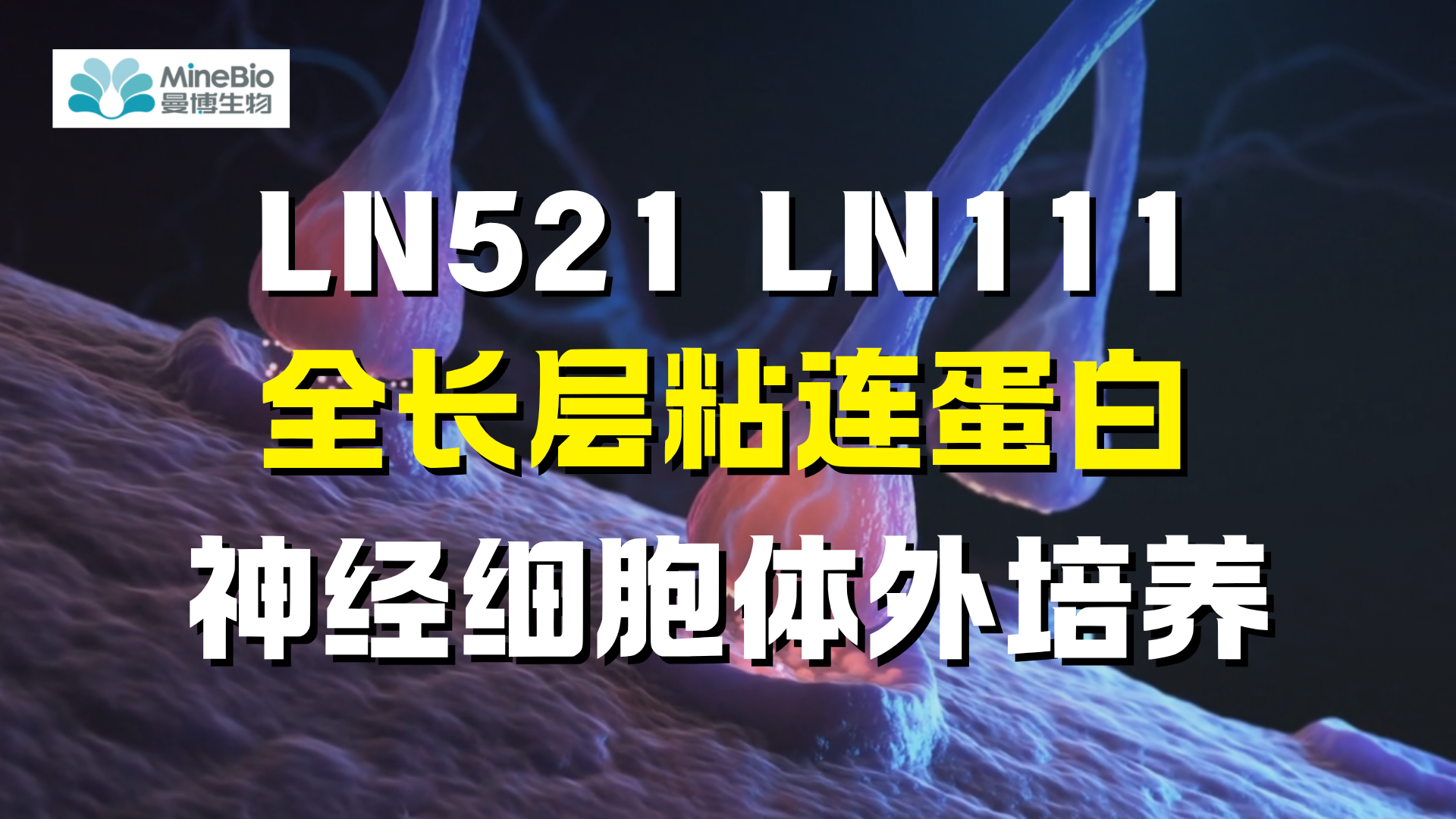 神经细胞体外培养干货：全长层粘连蛋白LN521与LN111实验全解析