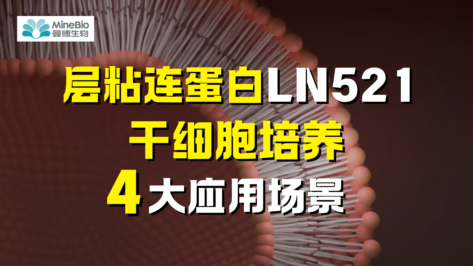 细胞外基质不愁用，层粘连蛋白LN521搞定干细胞培养4大应用