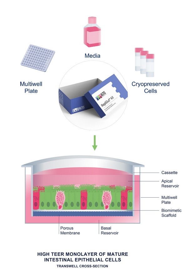 图1.Altis RepliGut Planar kit示意图(成熟极化单层+高TEER屏障+双向储液池设计) 图1.Altis RepliGut Planar kit示意图(成熟极化单层+高TEER屏障+双向储液池设计)