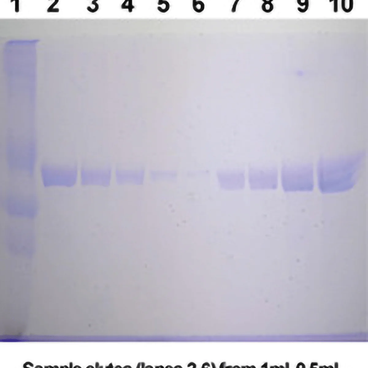 刀豆蛋白A磁珠 BioMagPlus Concanavalin A 86057-3