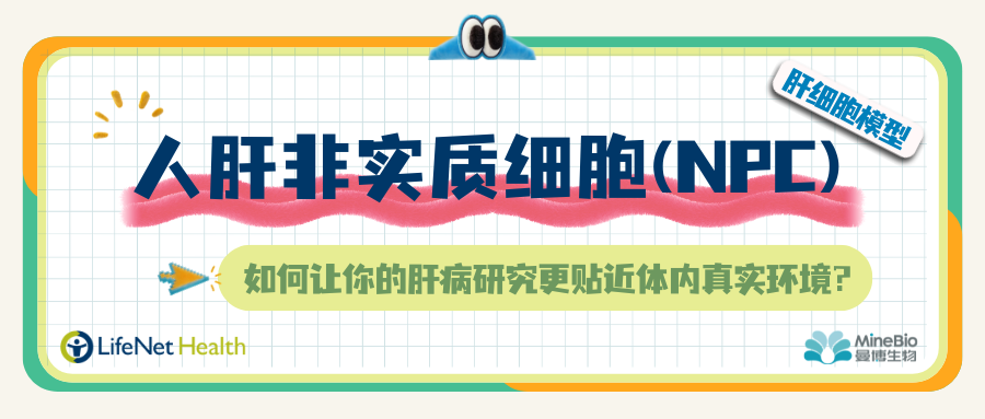 告别单一肝细胞模型：人肝非实质细胞（NPC）如何让你的肝病研究更贴近体内真实环境？