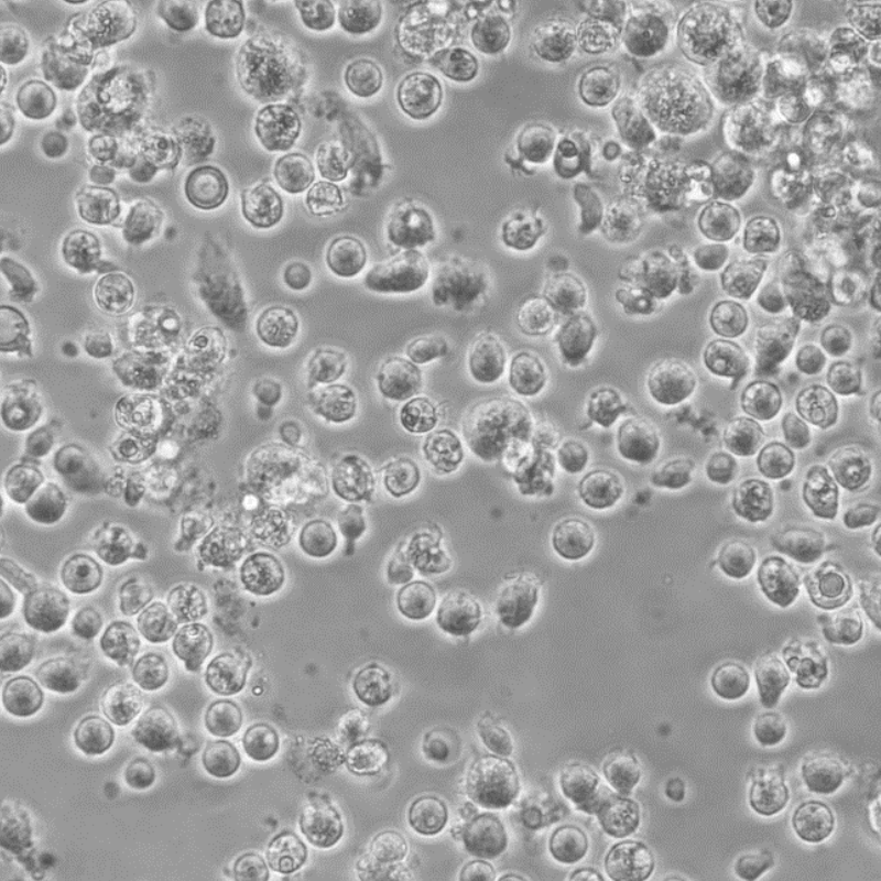 图2.人库普弗细胞（Kupffer Cells, KCs）