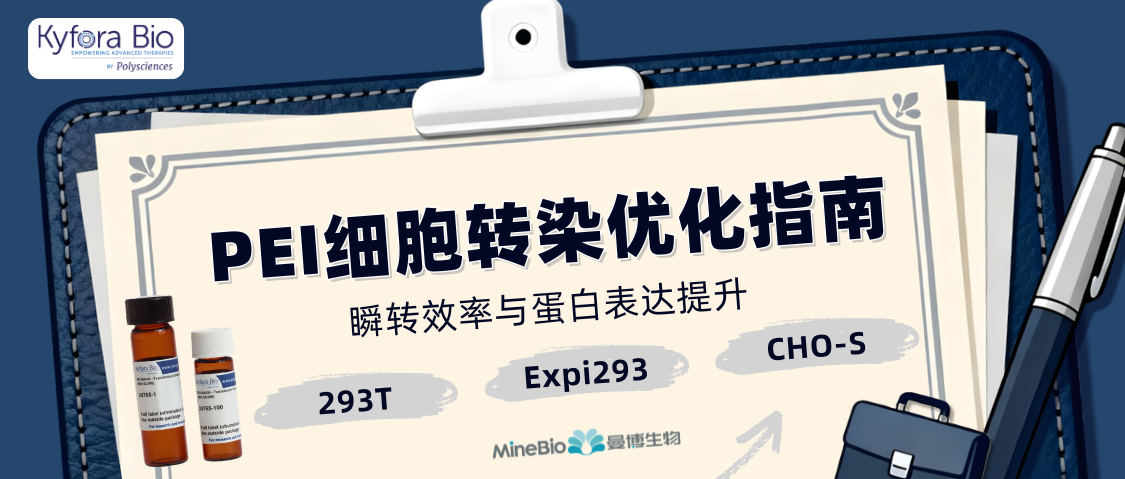 Polysciences PEI 转染优化指南：293T/Expi293/CHO-S 瞬转效率与蛋白表达提升