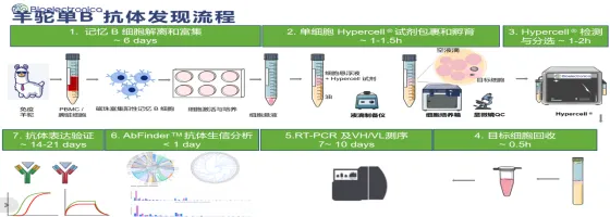 羊驼单B抗体发现流程-涛烜 羊驼单B抗体发现流程-涛烜