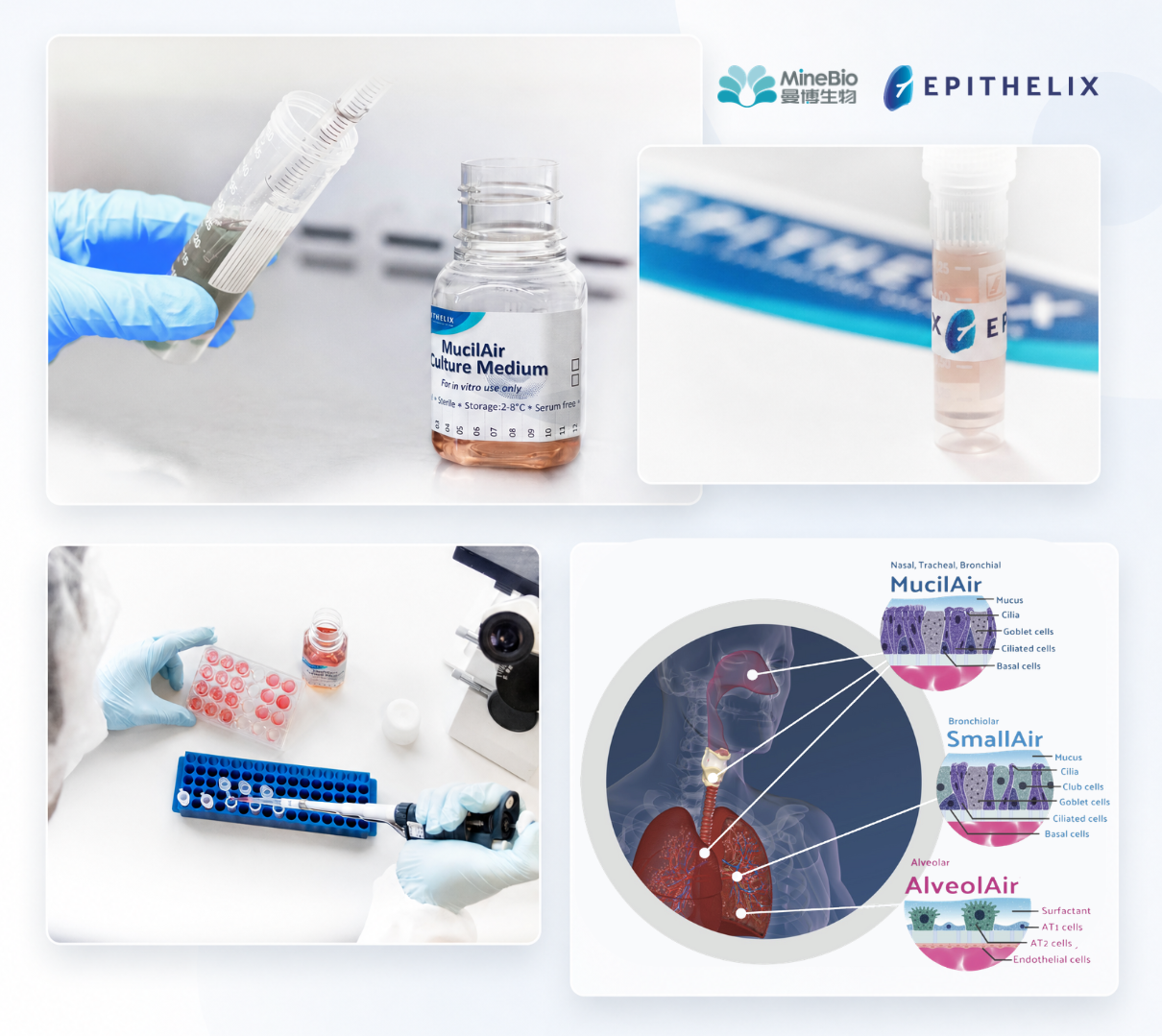 Epithelix人呼吸系统原代细胞与3D模型-曼博生物供应 Epithelix人呼吸系统原代细胞与3D模型-曼博生物供应