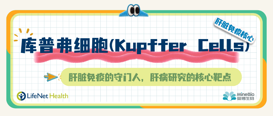 库普弗细胞（Kupffer Cells）｜肝脏免疫的守门人，肝病研究的核心靶点