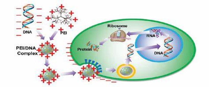 PEI转染试剂-化学低毒高效的转染方式 PEI转染试剂-化学低毒高效的转染方式