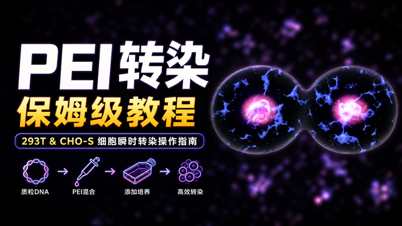 PEI转染保姆级教程：293T与CHO-S细胞瞬时转染操作指南