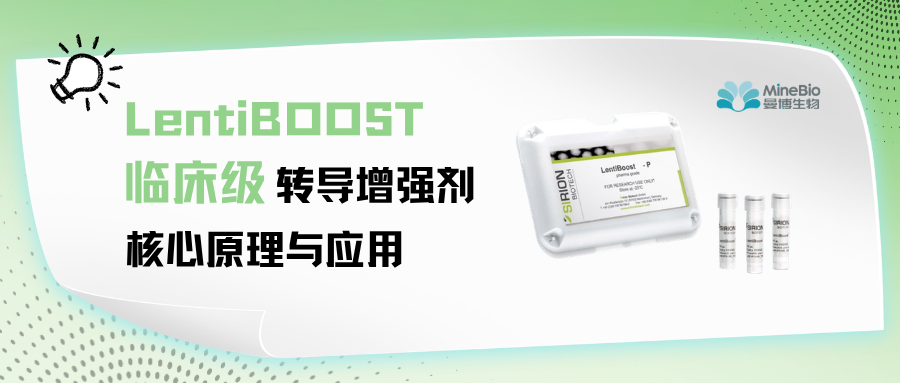 LentiBOOST｜临床级慢病毒转导增强剂的核心原理与应用全景