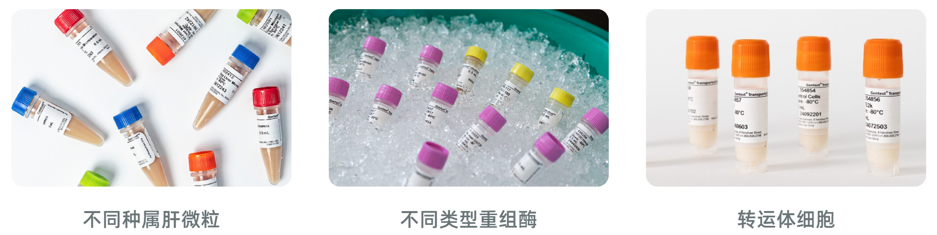 Gentest系列-曼博生物供应 Gentest系列-曼博生物供应