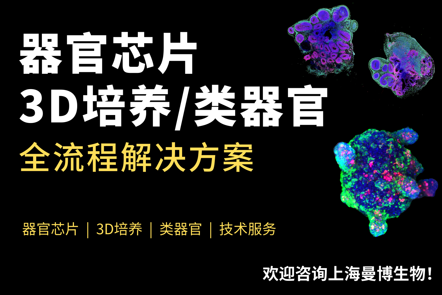 器官芯片整体解决方案