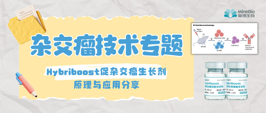 杂交瘤技术｜Hybriboost促杂交瘤生长剂的原理与应用