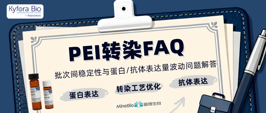 Polysciences PEI转染FAQ：批次间稳定性与蛋白/抗体表达量波动问题解答