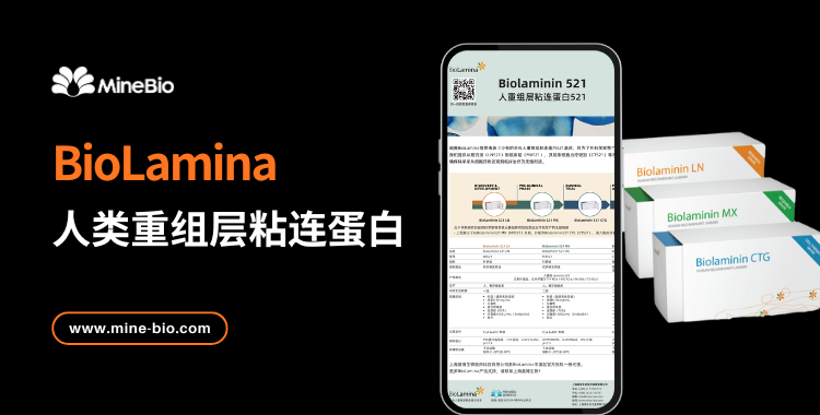 Biolaminin人重组层粘连蛋白