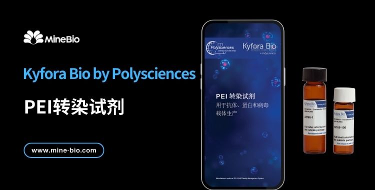 Kyfora PEI转染试剂