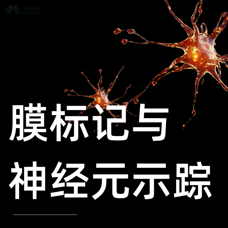 膜标记与神经元示踪