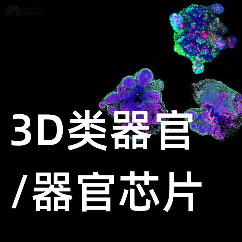 3D类器官/器官芯片