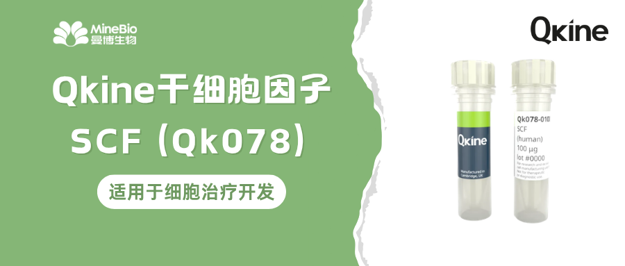 用于细胞治疗开发的干细胞因子(SCF),为什么仅靠“高纯度”还远远不够?