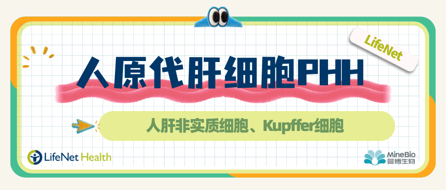 LifeNet Health|人原代肝细胞|PHH|人肝非实质细胞|Kupffer细胞