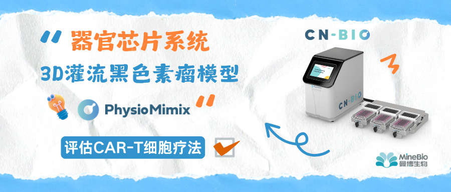 CNBio器官芯片|3D灌流黑色素瘤模型评估CAR-T细胞疗法