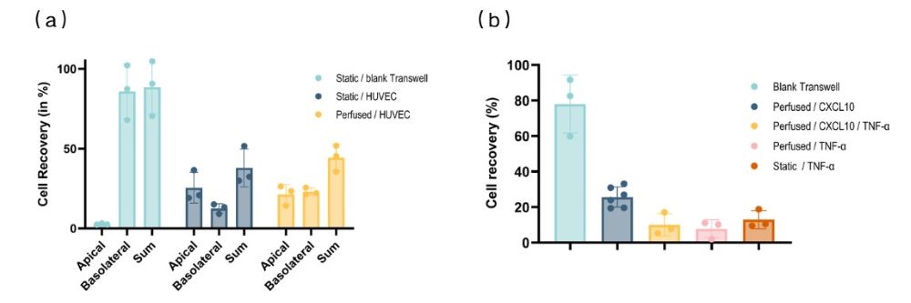 免疫细胞跨越Transwell膜的迁移受内皮屏障表型和趋化因子信号传导的影响