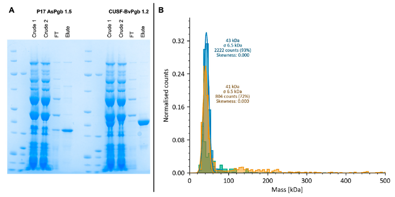 P17-AsPgb 1.5（31 kDa）与CUSF-BvPgb 1.2（38 kDa）放大产物及寡聚状态表征