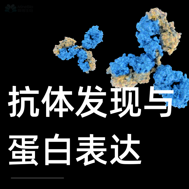 抗体发现与蛋白表达