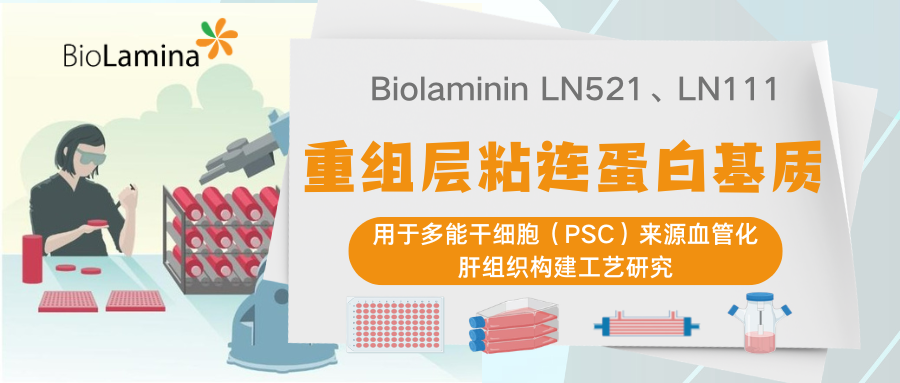 重组层粘连蛋白基质用于多能干细胞(PSC)来源血管化肝组织构建工艺研究