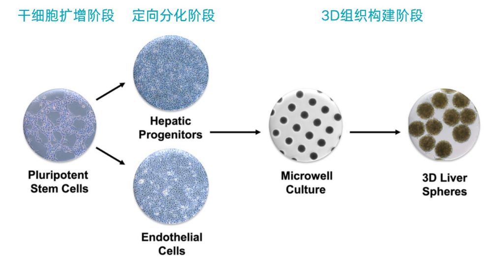 重组层粘连蛋白基质应用于肝组织构建的流程示意图，从多能干细胞扩增到3D肝球体的分化路径