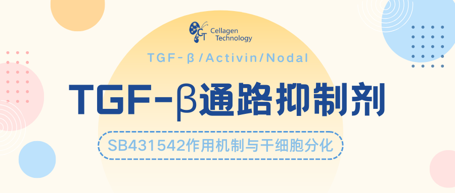 TGF-β通路抑制剂:SB431542作用机制与干细胞分化实验应用解析