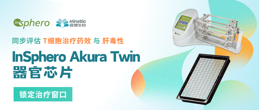 同步评估T细胞治疗药效与肝毒性,InSphero Akura Twin器官芯片锁定治疗窗口