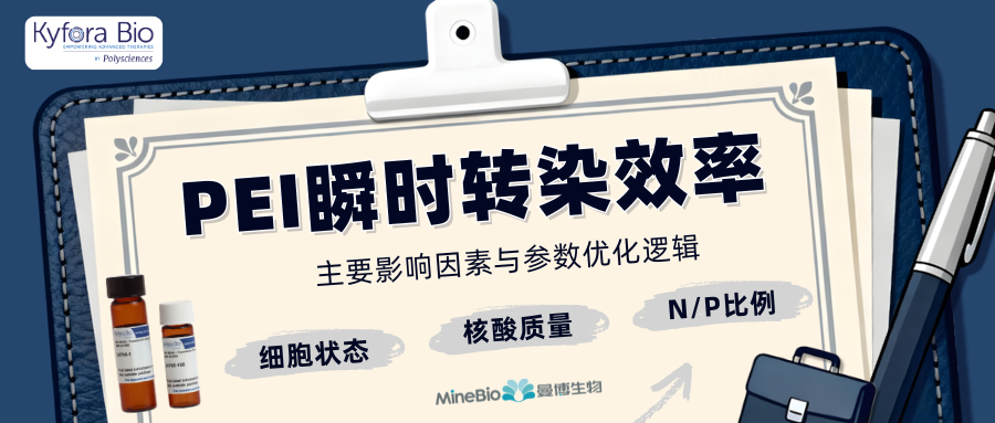 PEI瞬时转染效率的主要影响因素与参数优化逻辑