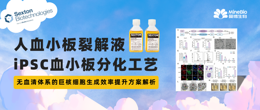 人血小板裂解液(hPL)在iPSC血小板分化工艺中的应用优化