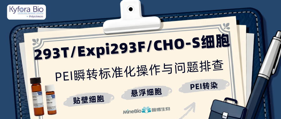 293T/Expi293F/CHO-S细胞PEI瞬转标准化操作与问题排查