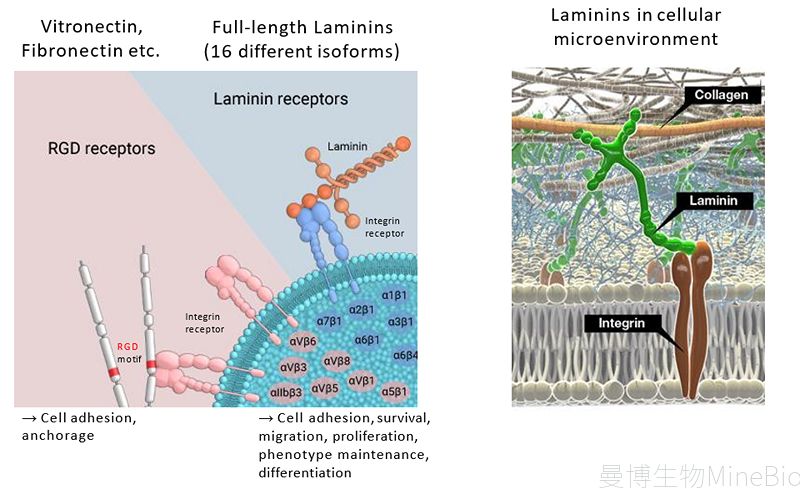 RGD结构域蛋白与全长层粘连蛋白laminin作用示意图 RGD结构域蛋白与全长层粘连蛋白laminin作用示意图