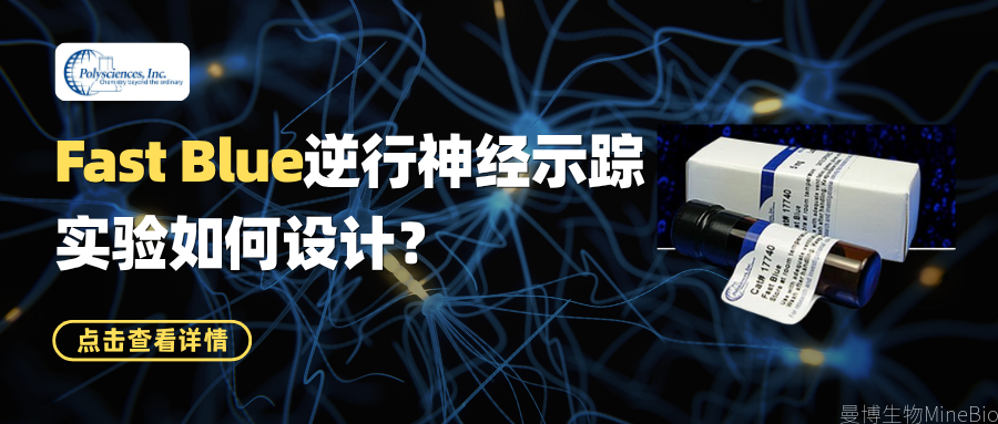 Fast Blue逆行神经示踪实验如何设计?从研究问题、注射位点到取材与荧光成像