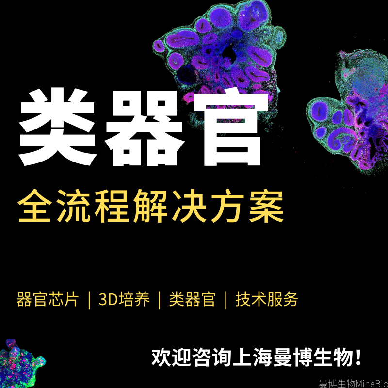 类器官