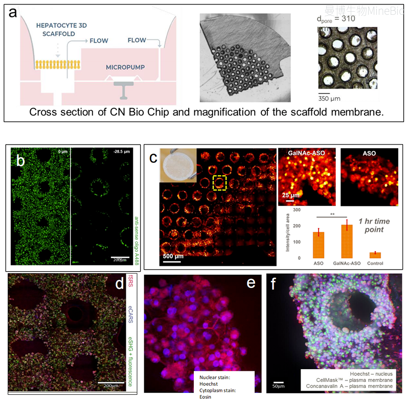 CN Bio 3D肝脏模型研究ASO在复杂肝脏微环境中的细胞分布 CN Bio 3D肝脏模型研究ASO在复杂肝脏微环境中的细胞分布