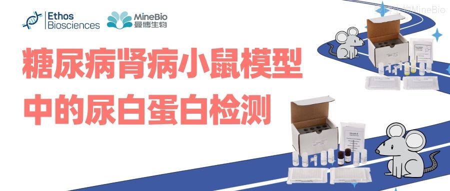 糖尿病肾病小鼠模型中的尿白蛋白检测