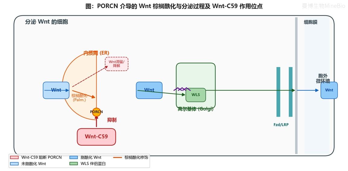 PORCN介导的Wnt棕榈酰化与分泌过程及Wnt-C59作用位点 PORCN介导的Wnt棕榈酰化与分泌过程及Wnt-C59作用位点