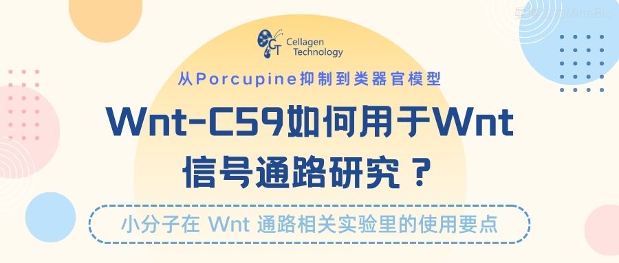 从Porcupine抑制到类器官模型:Wnt-C59如何用于Wnt信号通路研究?
