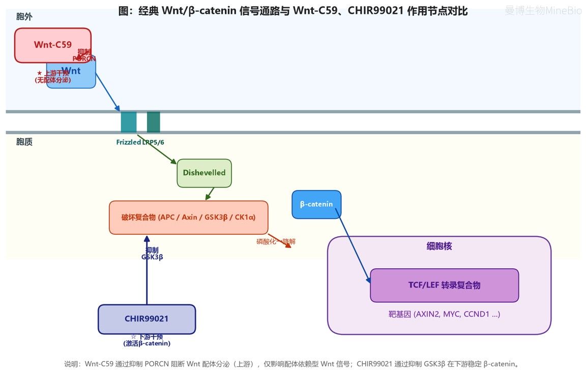 经典Wnt/β-catenin信号通路与Wnt-C59、CHIR99021作用节点对比 经典Wnt/β-catenin信号通路与Wnt-C59、CHIR99021作用节点对比