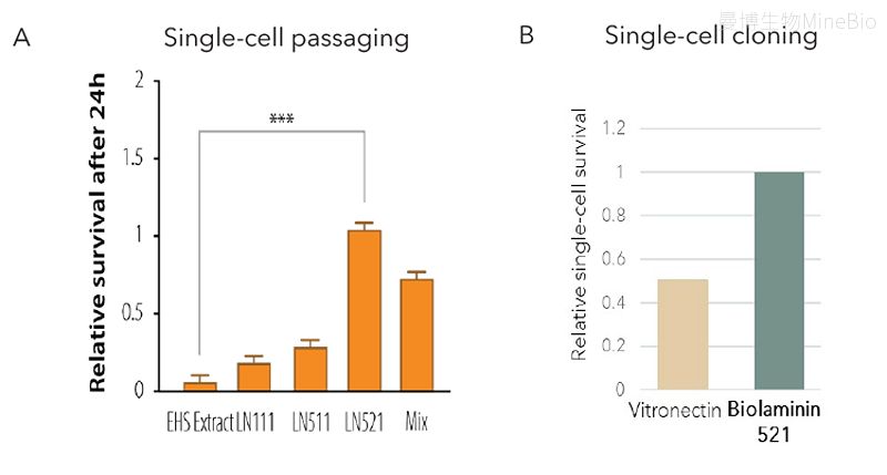 Biolaminin 521 支持高达 90%且稳定的 iPSC 单细胞存活率 Biolaminin 521 支持高达 90%且稳定的 iPSC 单细胞存活率