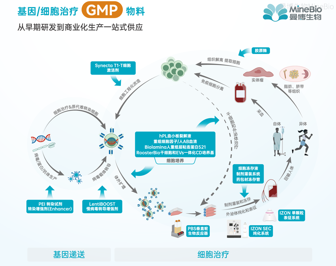 CGT细胞基因治疗流程图