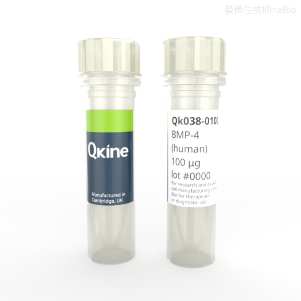 Qkine 重组人 BMP-4(骨形态发生蛋白-4) Qkine 重组人 BMP-4(骨形态发生蛋白-4)