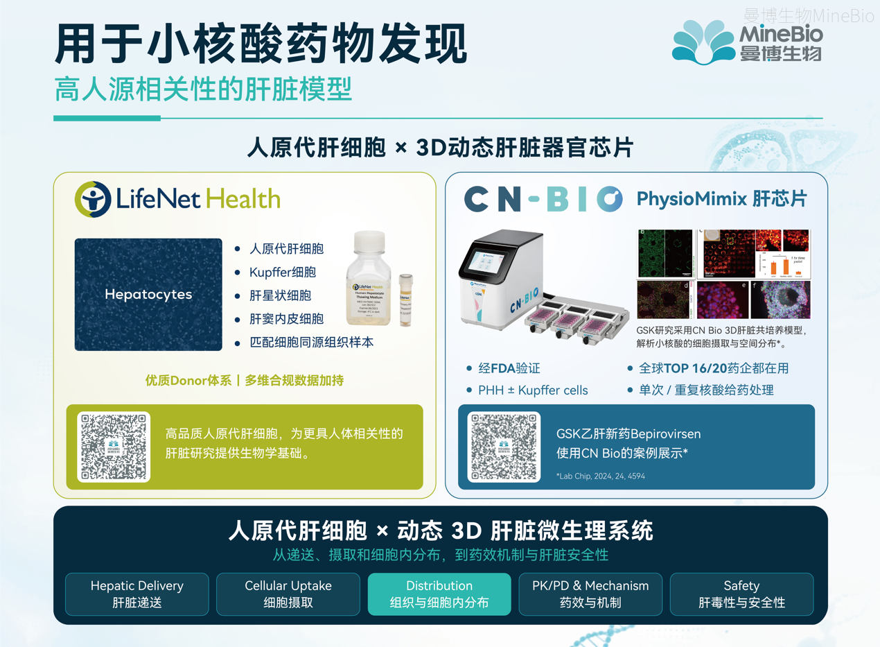 用于小核酸药物发现的高人源相关性肝脏模型 用于小核酸药物发现的高人源相关性肝脏模型