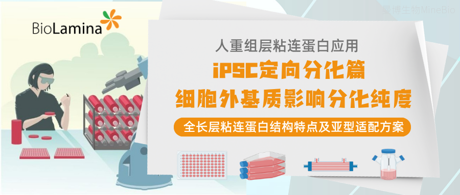 分化纯度总卡瓶颈?你可能忽略了这个底层变量