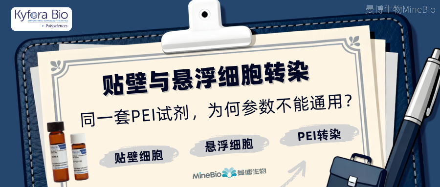 ​贴壁与悬浮细胞转染：同一套 PEI 试剂，为何参数不能通用？