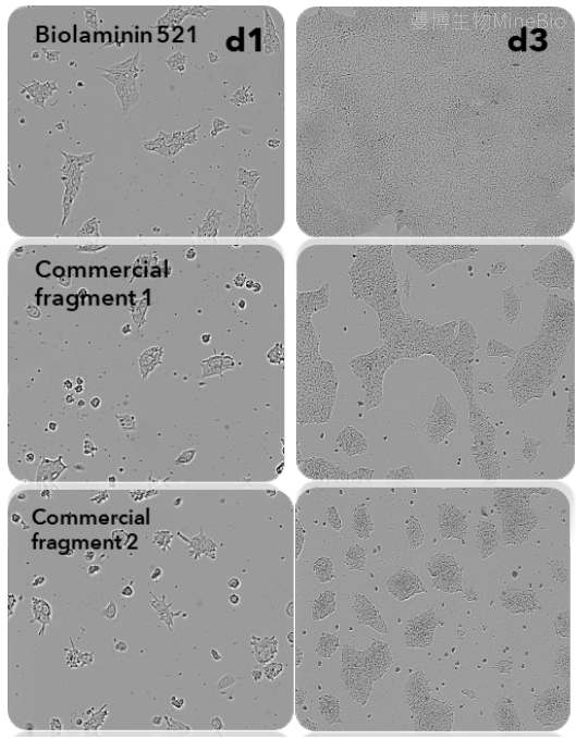 随时间推移,全长Biolaminin521与片段Laminin的干细胞增殖速度及产量对比